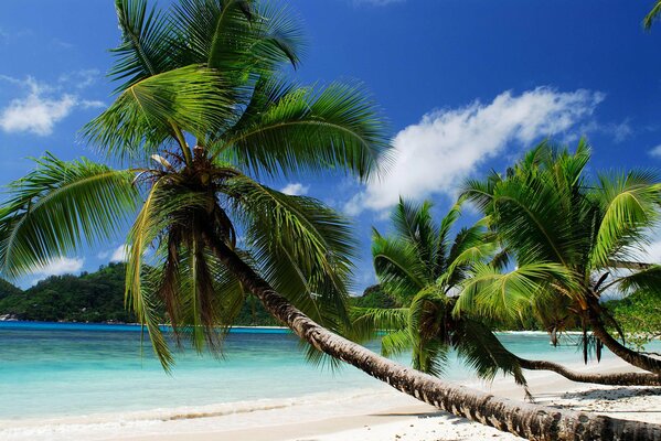 Drei Palmen am azurblauen Strand