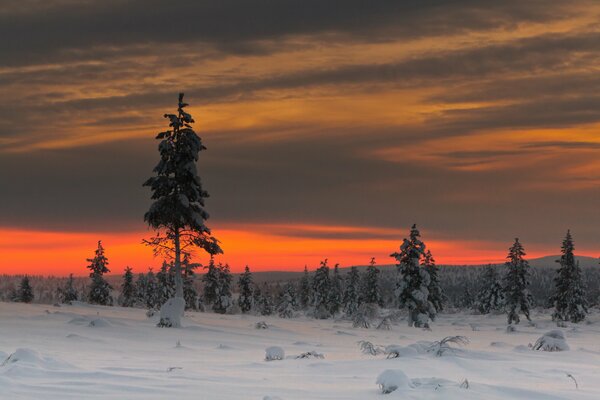 Bäume im Schnee bei Sonnenuntergang