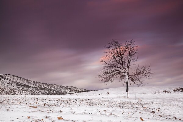 Winterlandschaft, Baum und rosa Himmel