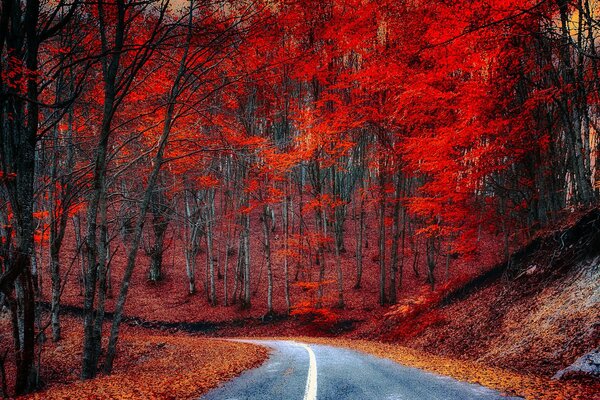 Der Weg durch den purpurroten Herbstwald