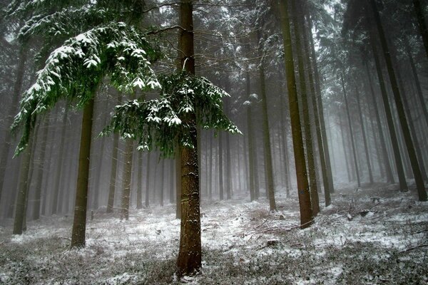 Paisaje de invierno con árboles en la nieve