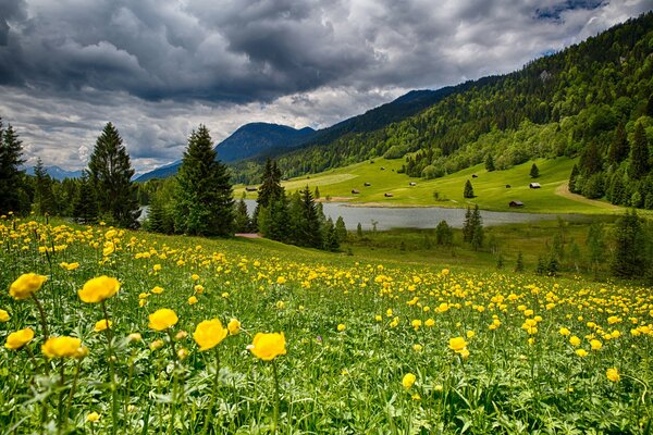 Fiori gialli su uno sfondo di montagne