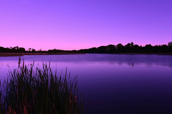 Lilac dawn on the lake in the forest