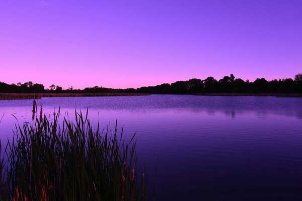 Alba lilla su un lago nella foresta