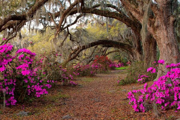 Passeggiata nella natura nella foresta con i fiori