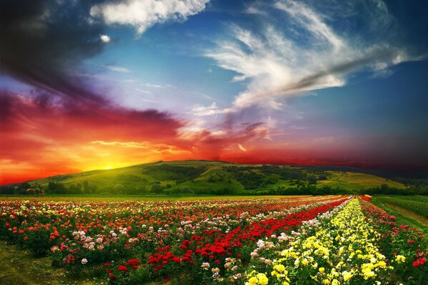 Rows of flowers stretch into the distance against the background of a red sunset