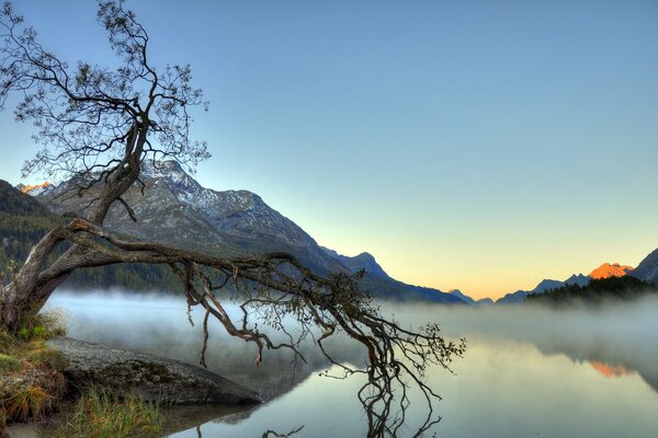 Fog over a mountain lake and a tree