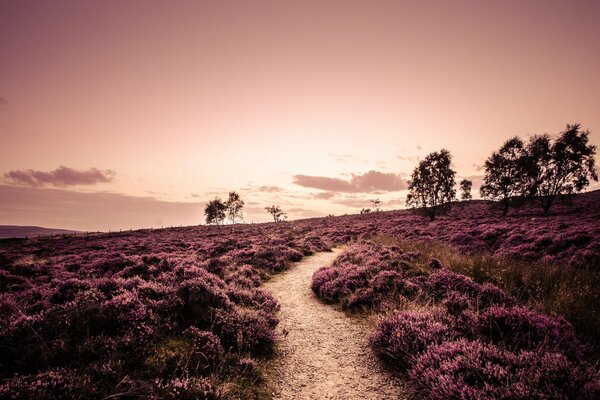 Sentier entouré de plantes violettes menant aux arbres sur fond de coucher de soleil