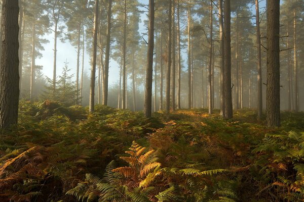 Pine forest in fog with ferns