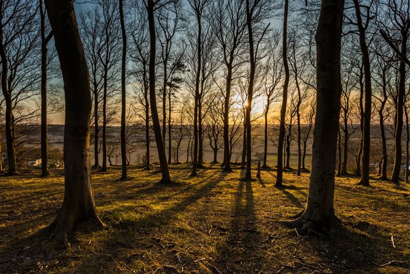 Die letzten Sonnenstrahlen waten sich durch die Äste der Bäume