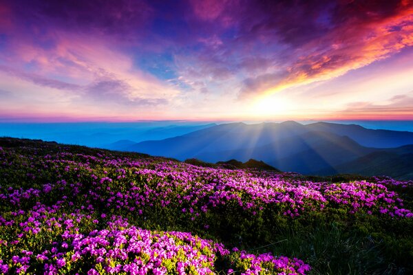 Los rayos del sol Poniente sobre las montañas y las flores