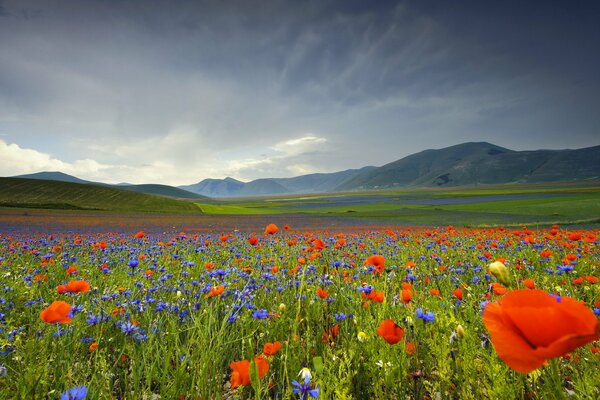 Un immense champ de tulipes et des montagnes au loin