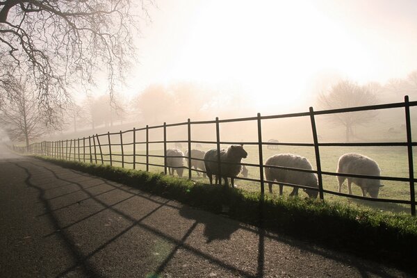 Brouillard matinal avec des moutons, paysage