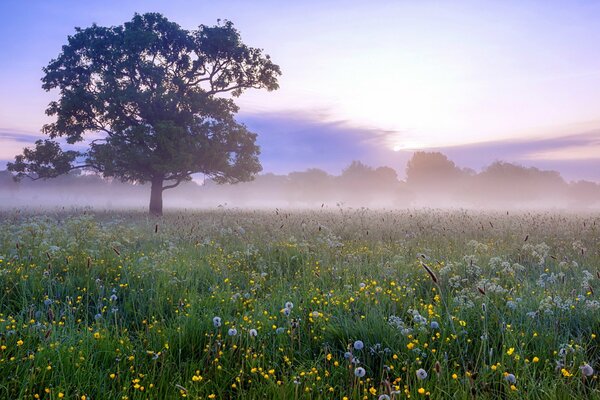 Tree creeping fog summer field NKBO