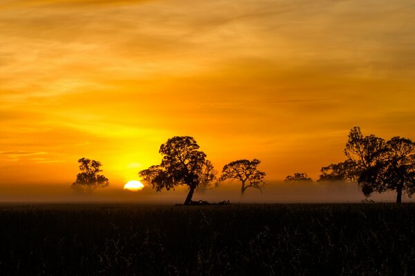 Silueta de árboles en el fondo de la puesta de sol