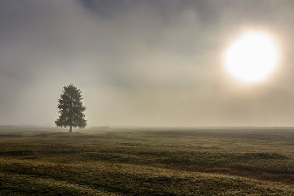 A lonely tree stands in the fog