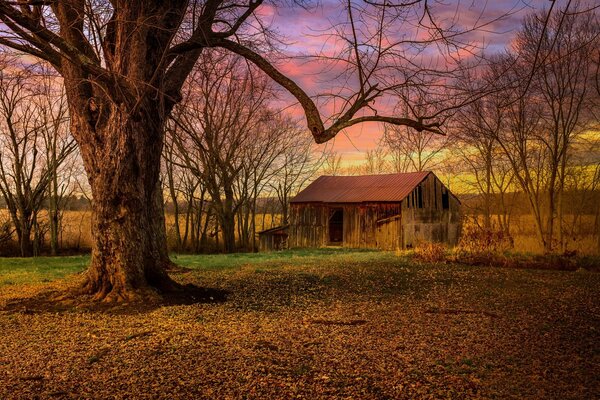 Quiet abandoned house in the woods