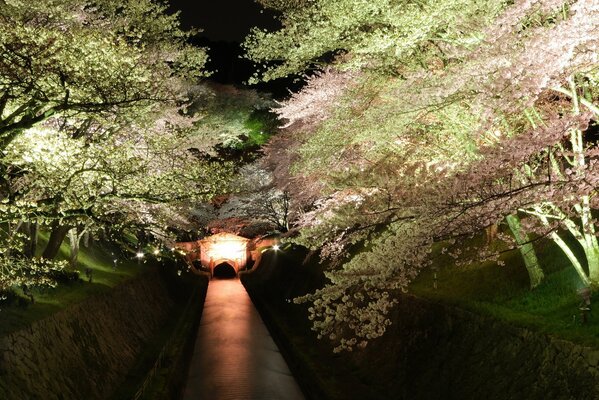 Camina por el canal nocturno con flores de cerezo