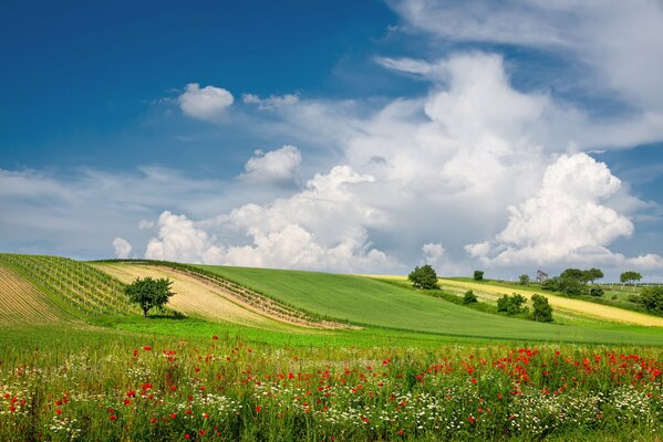 Campo de verano con flores y hierba verde