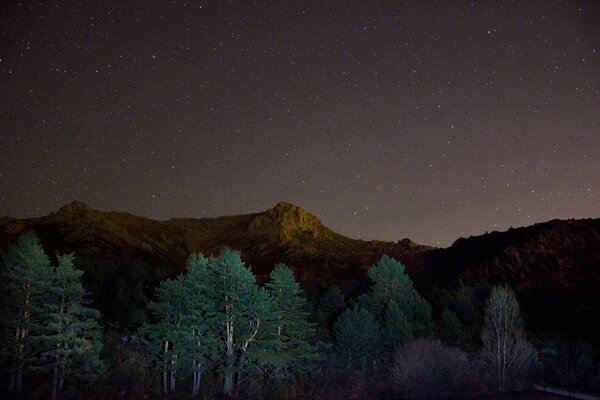 Bosque nocturno estrellas en el cielo