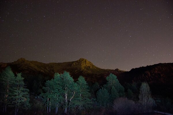 Notte foresta stelle nel cielo