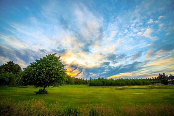 A clearing with trees and a house at dawn