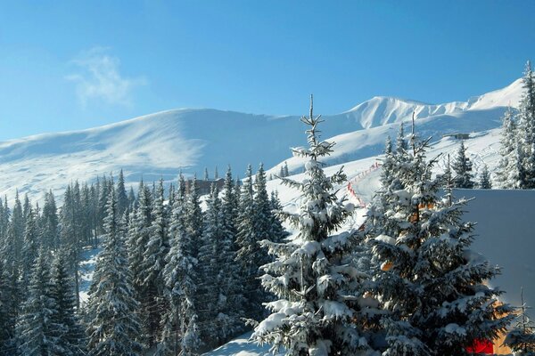 Winter mountains of Ukraine with forests