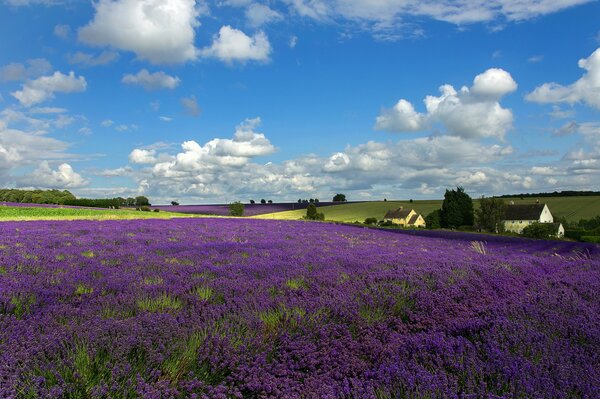 Ein Tag auf einem Lavendelfeld unter blauem Himmel mit weißen Wolken