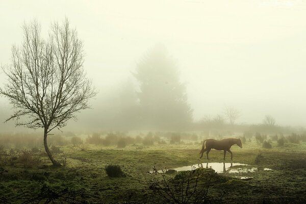 The horse is standing near a puddle in the fog