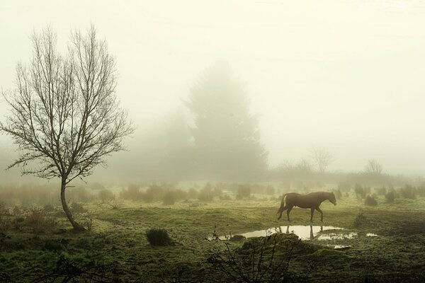 Koń stoi w pobliżu kałuży we mgle