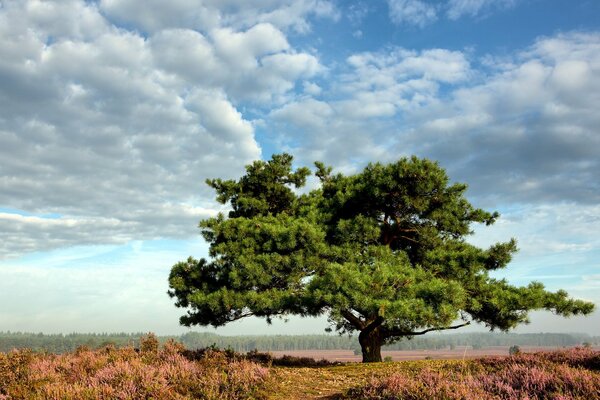 Árbol verde en un campo floreciente