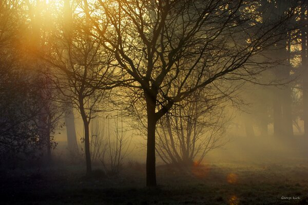 Brume magique dans la forêt