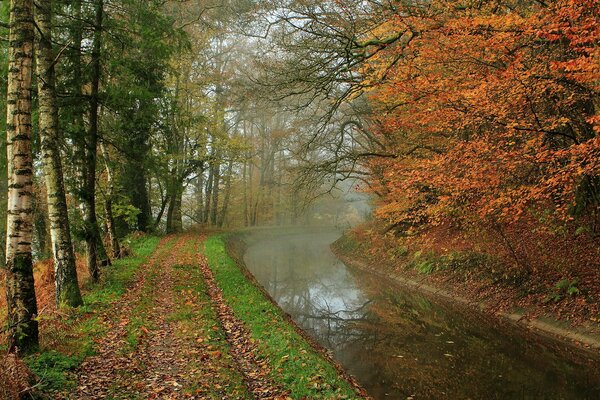 Río en el parque de otoño con abedules