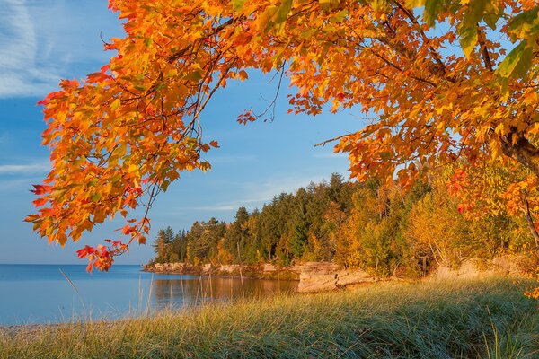 An autumn red tree hangs over the lake. There is a forest in the distance