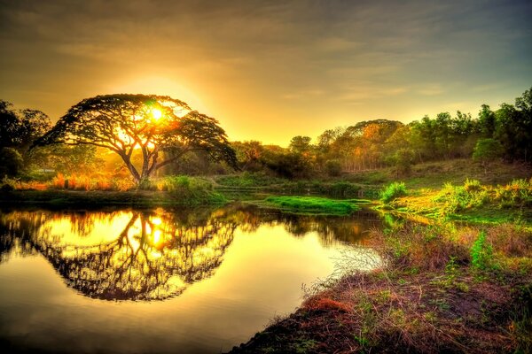 Fantastic landscape: a tree and the sun are reflected in a pond