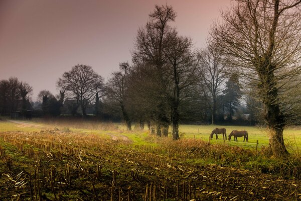 There are two horses grazing in the meadow