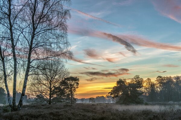 Brouillard matinal dans la forêt