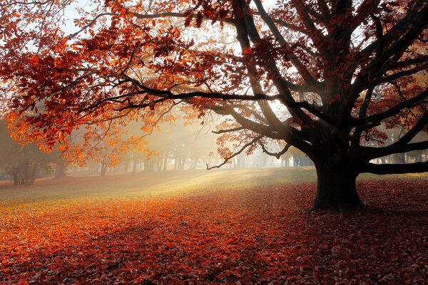 Promienie słoneczne i drzewo z czerwonymi liśćmi