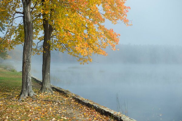 Arbres d automne près de l eau brumeuse