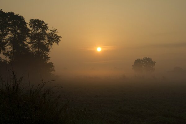 Brumoso amanecer se eleva sobre los árboles