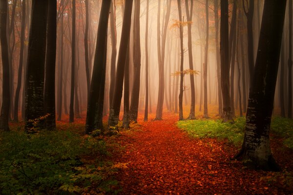 Nebbia rosa nella foresta cupa