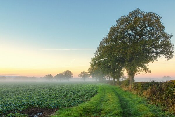 Morgennebel auf einem grünen Feld