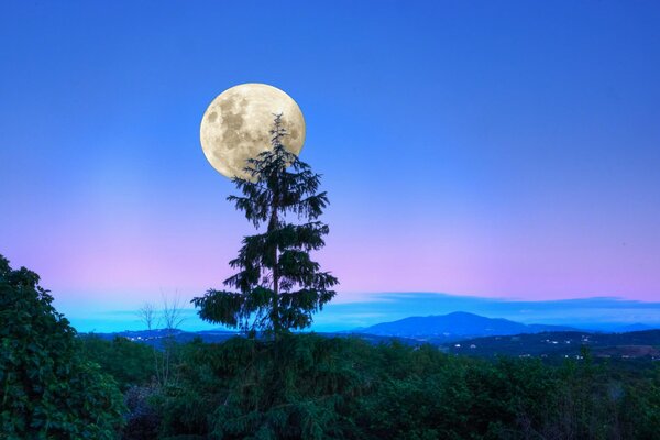 The full moon is hanging over the twilight tree