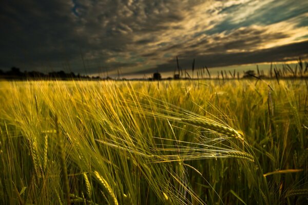 Landscape field with wheat ears