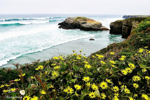 Fleurs au bord de la mer