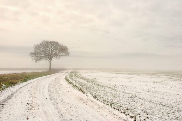 A lonely tree in a field by a winter road