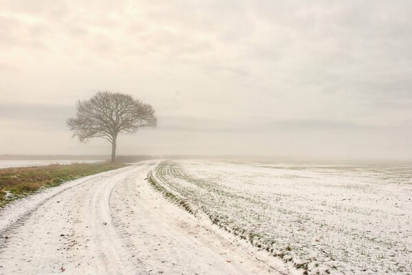 Un árbol solitario en un campo junto a una carretera de invierno