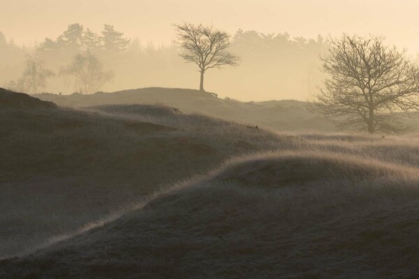 Nebliger Morgen im Wald