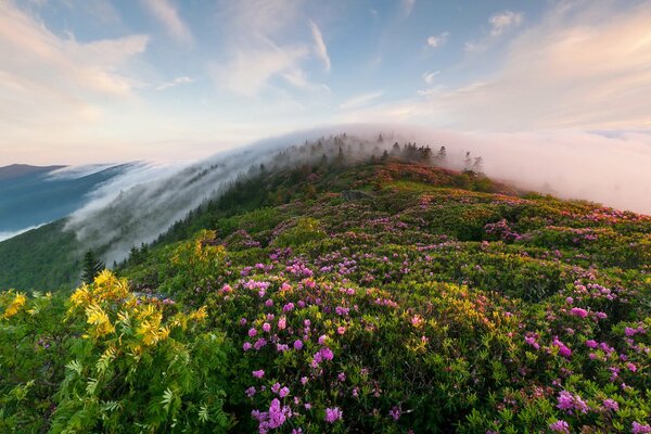 Fleurs d été sur une colline surélevée