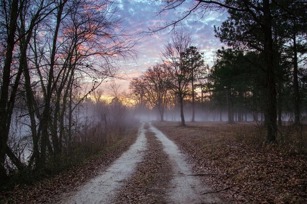 Dichter Nebel im schönen Wald